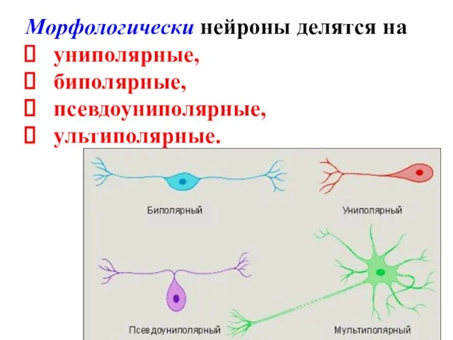 Морфологически нейроны делятся на униполярные, биполярные, псевдоуниполярные, ультиполярные.