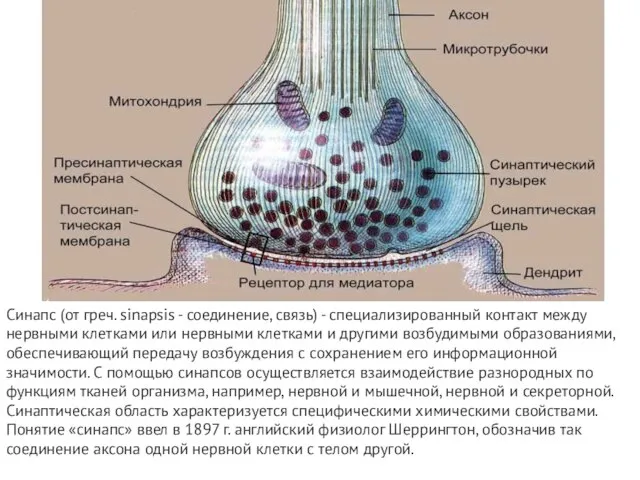 Синапс (от греч. sinapsis - соединение, связь) - специализированный контакт между