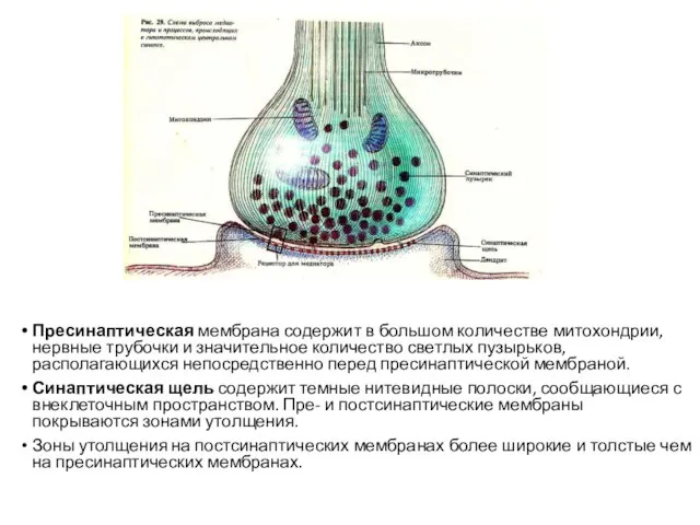 Пресинаптическая мембрана содержит в большом количестве митохондрии, нервные трубочки и значительное