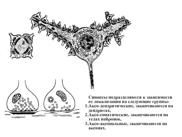 Синапсы подразделяются в зависимости от локализации на следующие группы: Аксо-дендритические, заканчиваются