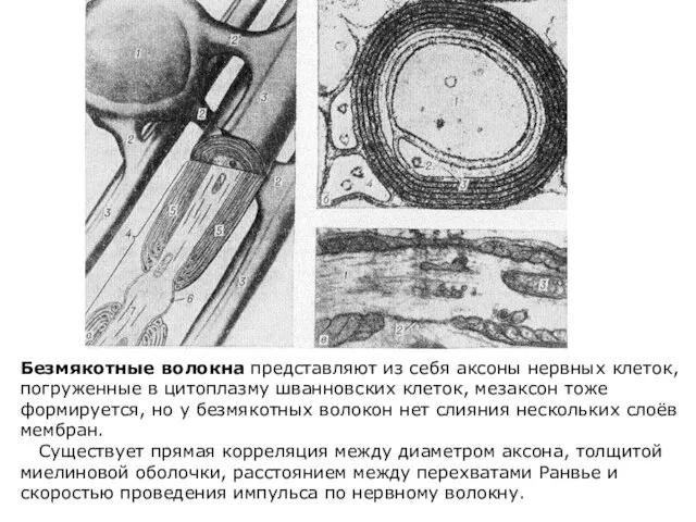 Безмякотные волокна представляют из себя аксоны нервных клеток, погруженные в цитоплазму