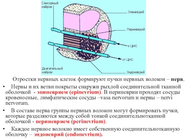 Отростки нервных клеток формируют пучки нервных волокон – нерв. Нервы и