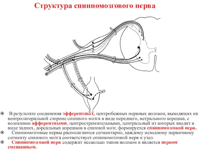 Структура спинномозгового нерва В результате соединения эфферентных, центробежных нервных волокон, выходящих