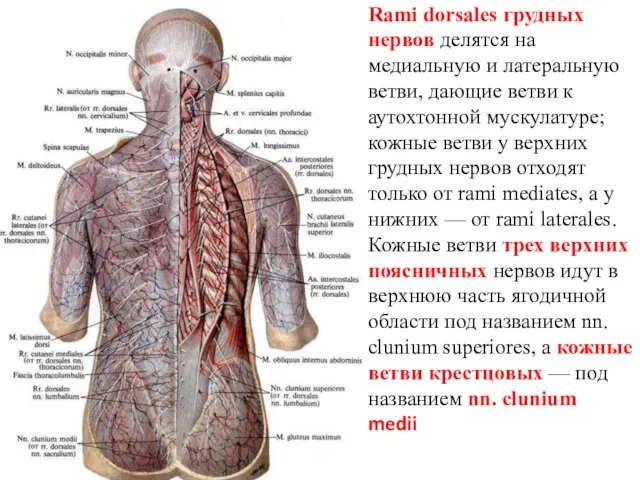 Rami dorsales грудных нервов делятся на медиальную и латеральную ветви, дающие