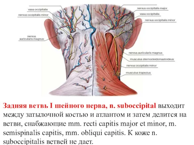 Задняя ветвь I шейного нерва, n. suboccipital выходит между затылочной костью