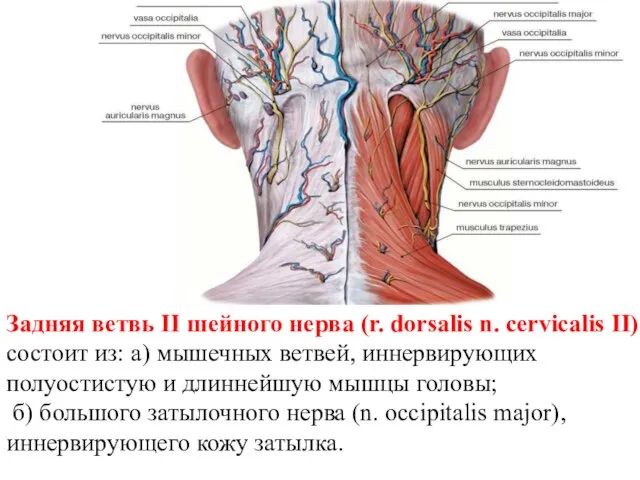 Задняя ветвь II шейного нерва (r. dorsalis n. cervicalis II) состоит