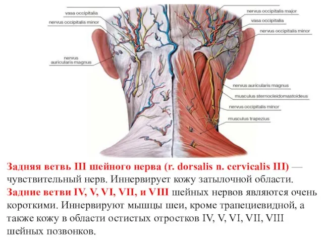 Задняя ветвь III шейного нерва (r. dorsalis n. cervicalis III) —