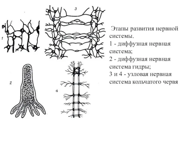 Этапы развития нервной системы. 1 - диффузная нервная система; 2 -