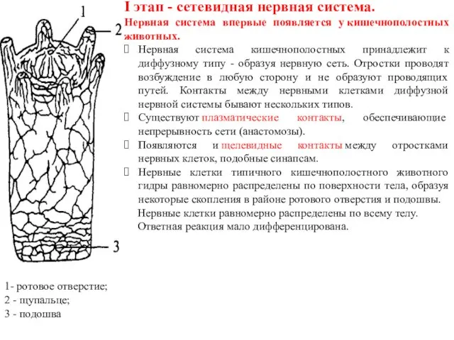 I этап - сетевидная нервная система. Нервная система впервые появляется у