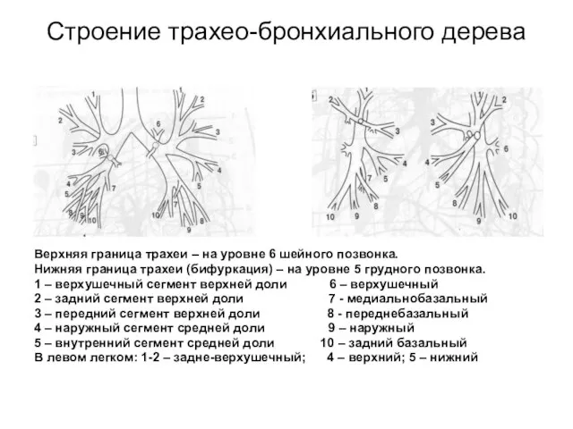 Строение трахео-бронхиального дерева Верхняя граница трахеи – на уровне 6 шейного