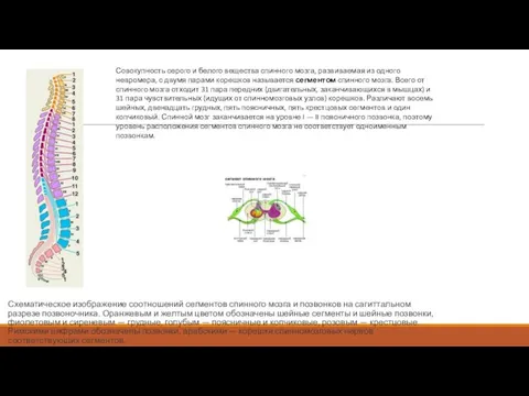 Схематическое изображение соотношений сегментов спинного мозга и позвонков на сагиттальном разрезе