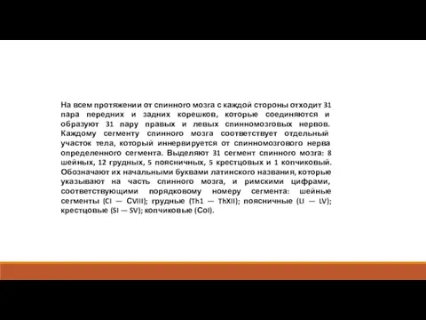 На всем протяжении от спинного мозга с каждой стороны отходит 31