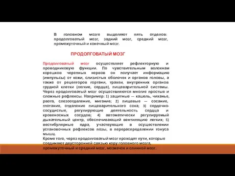 В головном мозге выделяют пять отделов: продолговатый мозг, задний мозг, средний