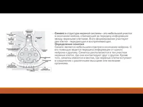 Синапс в структуре нервной системы - это небольшой участок в окончании