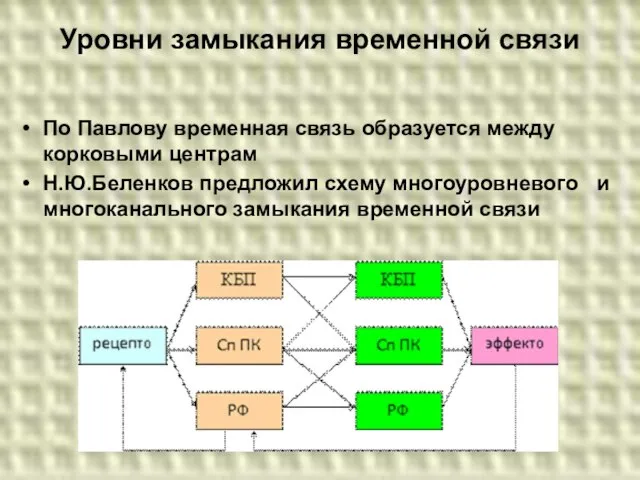 Уровни замыкания временной связи По Павлову временная связь образуется между корковыми