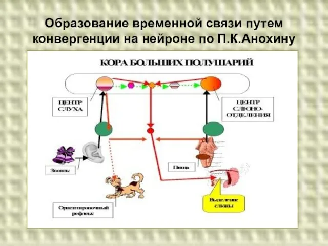 Образование временной связи путем конвергенции на нейроне по П.К.Анохину