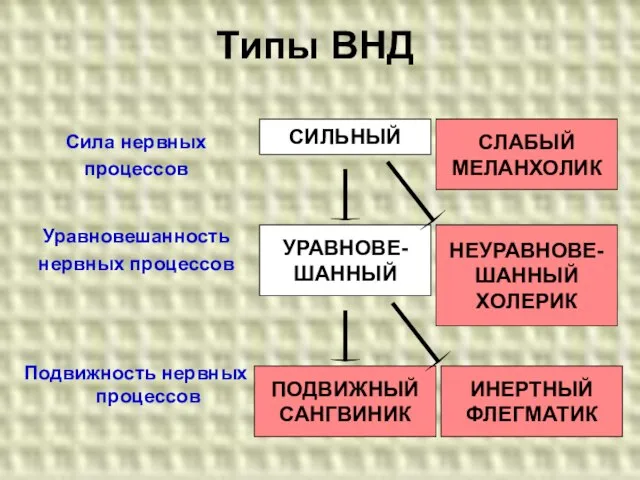 Типы ВНД Сила нервных процессов Уравновешанность нервных процессов Подвижность нервных процессов