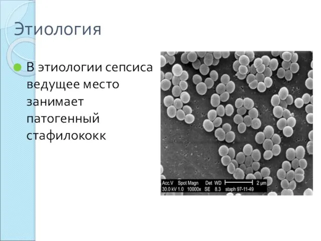 Этиология В этиологии сепсиса ведущее место занимает патогенный стафилококк