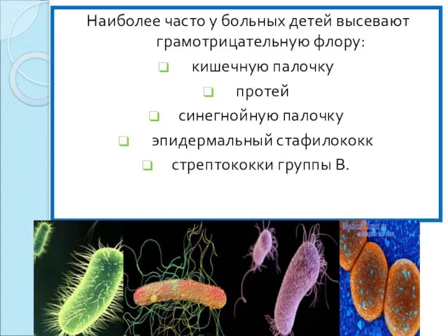 Наиболее часто у больных детей высевают грамотрицательную флору: кишечную палочку протей