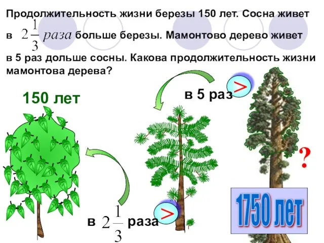 Продолжительность жизни березы 150 лет. Сосна живет в больше березы. Мамонтово