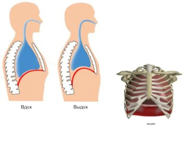Вдох Выдох видео