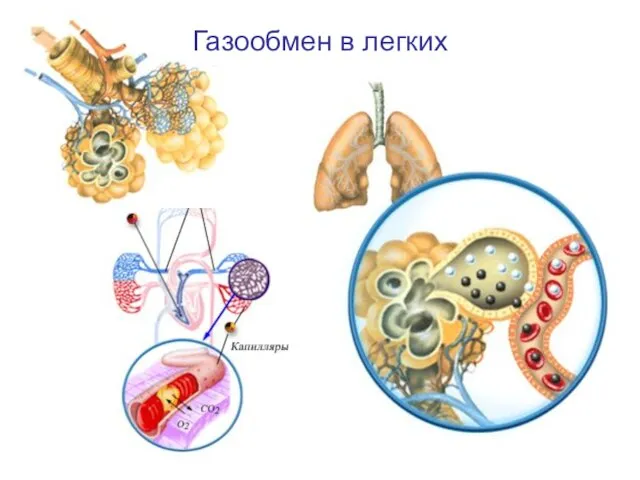 Газообмен в легких