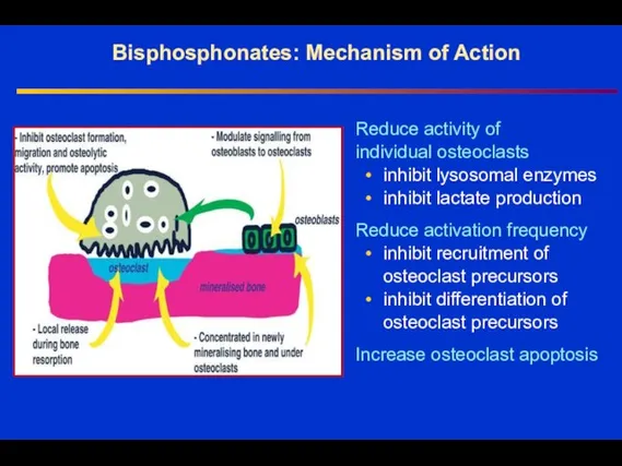 Bisphosphonates: Mechanism of Action Reduce activity of individual osteoclasts • inhibit