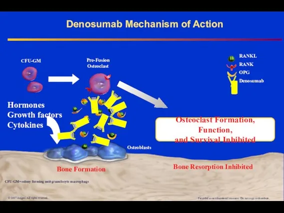 Denosumab Mechanism of Action © 2007 Amgen. All rights reserved. RANKL