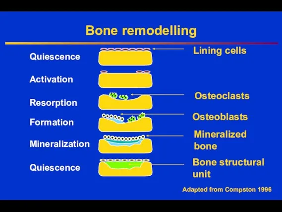 Bone remodelling Quiescence Activation Resorption Formation Quiescence Osteoclasts Osteoblasts Lining cells