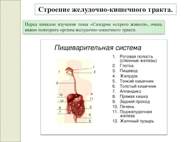 Строение желудочно-кишечного тракта. Перед началом изучения темы «Синдром острого живота», очень важно повторить органы желудочно-кишечного тракта: