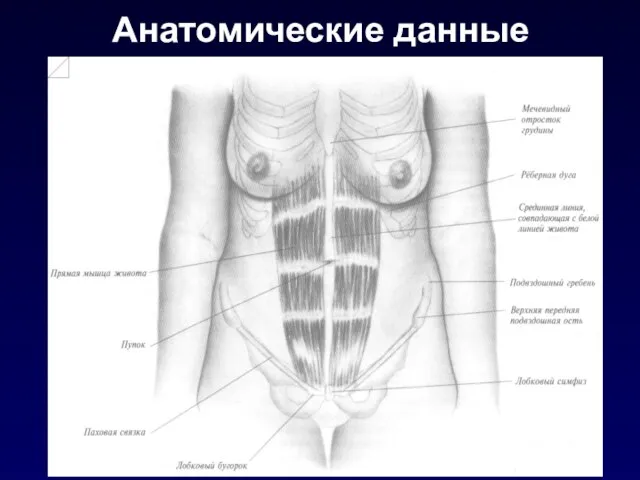 Анатомические данные