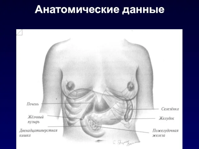 Анатомические данные