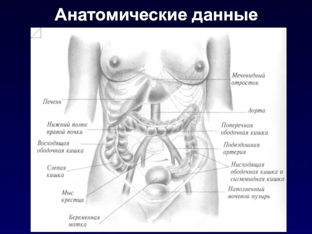 Анатомические данные