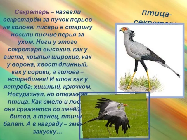 птица-секретарь Секретарь – назвали секретарём за пучок перьев на голове: писари