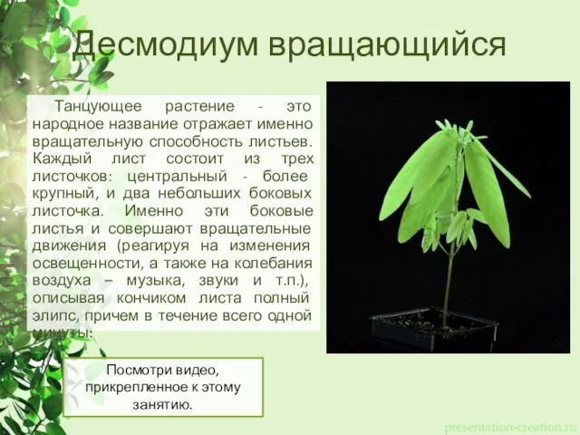 Десмодиум вращающийся Танцующее растение - это народное название отражает именно вращательную