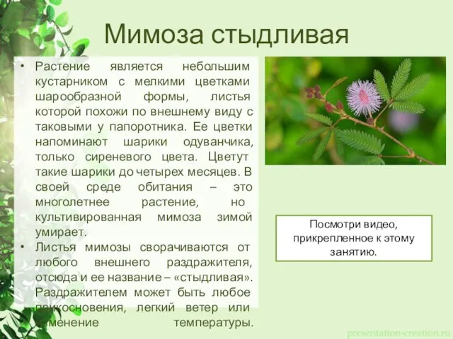 Мимоза стыдливая Растение является небольшим кустарником с мелкими цветками шарообразной формы,