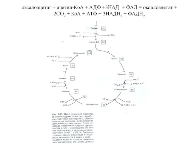 оксалоацетат + ацетил-КоА + АДФ +3НАД + ФАД = оксалоацетат +