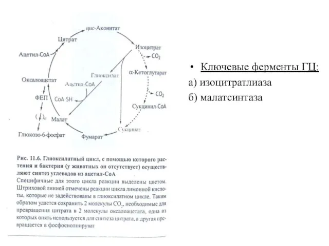 Ключевые ферменты ГЦ: а) изоцитратлиаза б) малатсинтаза