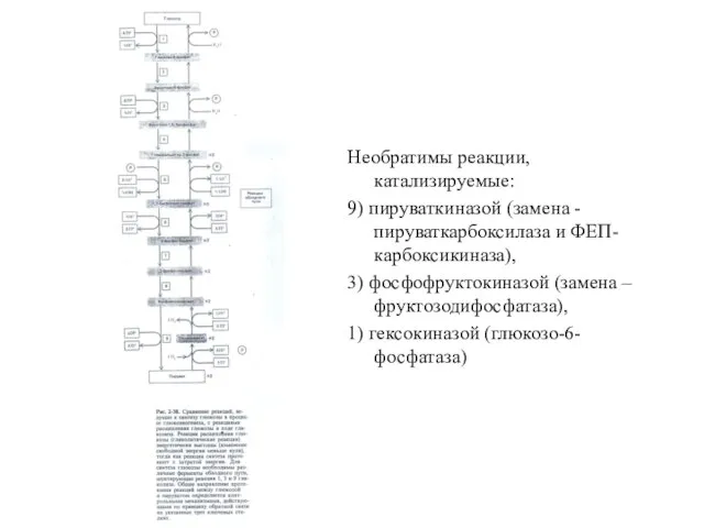 Необратимы реакции, катализируемые: 9) пируваткиназой (замена -пируваткарбоксилаза и ФЕП-карбоксикиназа), 3) фосфофруктокиназой