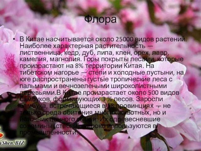 Флора В Китае насчитывается около 25000 видов растений. Наиболее характерная растительность