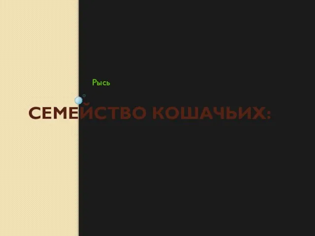 СЕМЕЙСТВО КОШАЧЬИХ: Рысь.