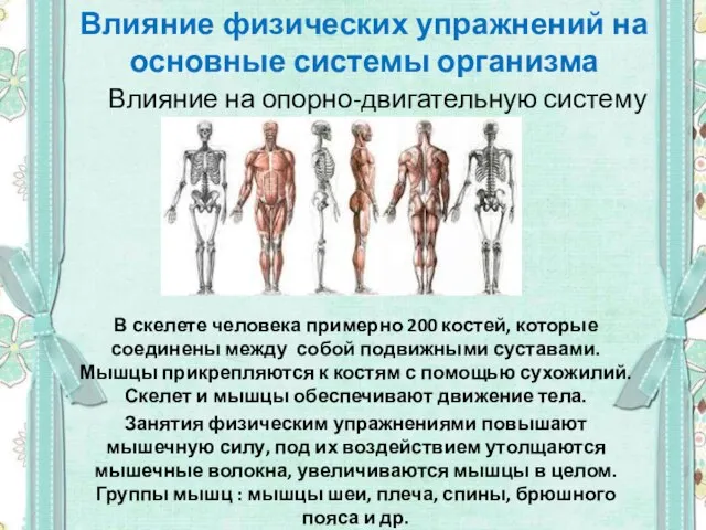 Влияние физических упражнений на основные системы организма В скелете человека примерно