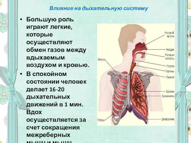 Влияние на дыхательную систему Большую роль играют легкие, которые осуществляют обмен