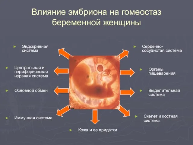 Влияние эмбриона на гомеостаз беременной женщины Сердечно-сосудистая система Выделительная система Органы