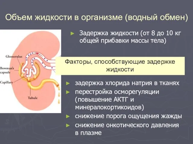 Объем жидкости в организме (водный обмен) Задержка жидкости (от 8 до