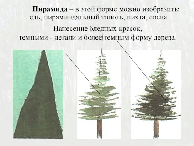 Пирамида – в этой форме можно изобразить: ель, пираминдальный тополь, пихта,