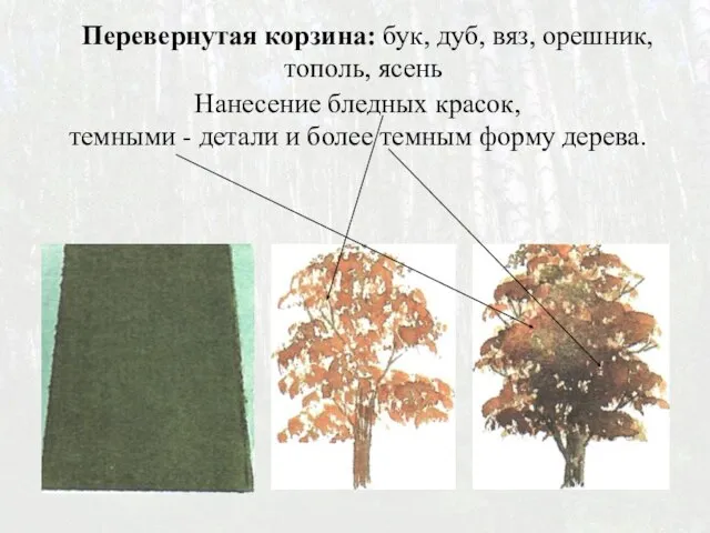 Перевернутая корзина: бук, дуб, вяз, орешник, тополь, ясень Нанесение бледных красок,