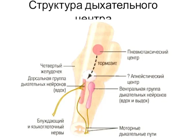 Структура дыхательного центра