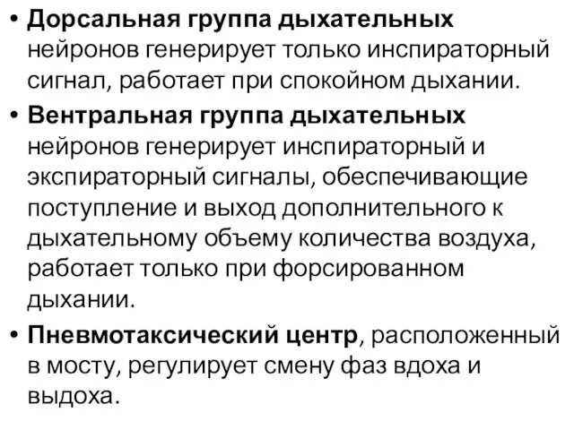 Дорсальная группа дыхательных нейронов генерирует только инспираторный сигнал, работает при спокойном