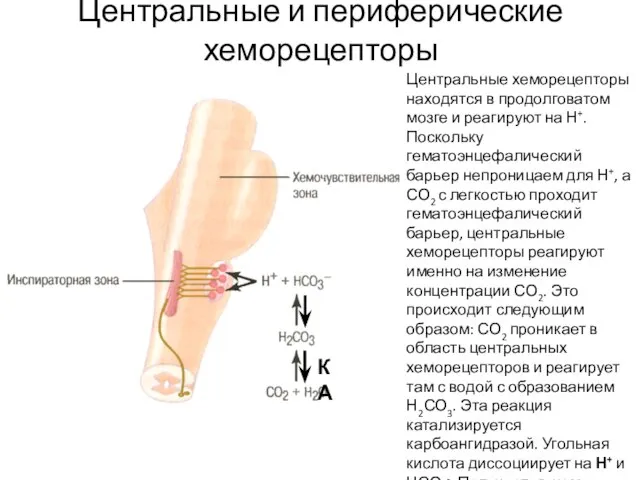 Центральные и периферические хеморецепторы Центральные хеморецепторы находятся в продолговатом мозге и